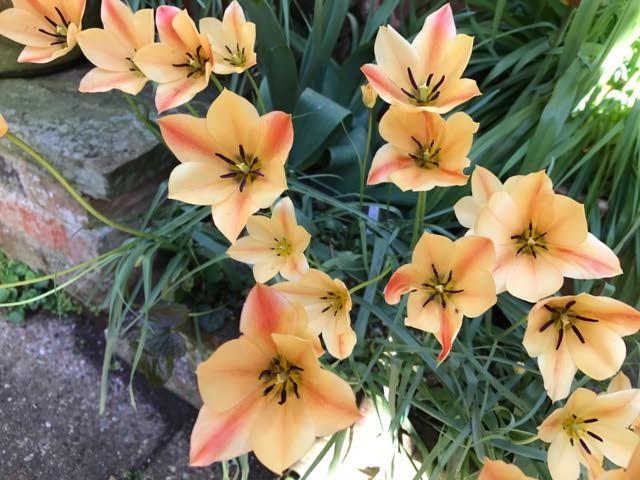 tulip Apricot Jewel, tulips