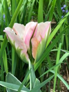 tulips, tulip China Pink