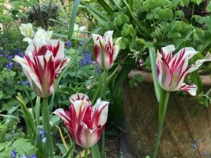 Flaming Spring Green tulip, tulips