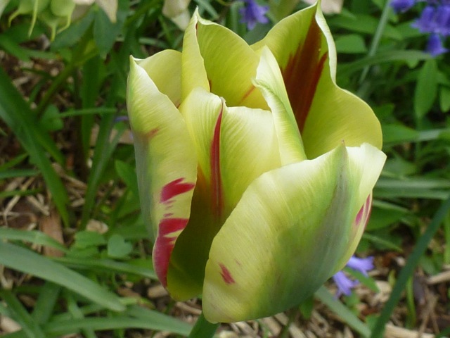 Green, yellow and red provide a flame like effect on tulip flaming Spring Green