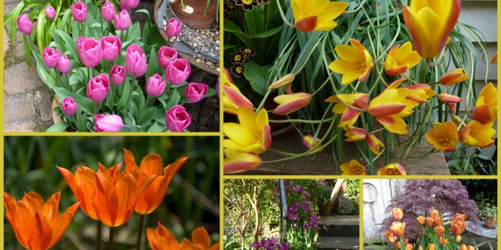 collage of colourful tulips