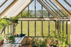cultivar greenhouse